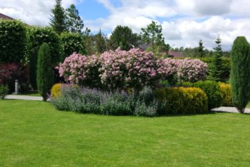 IMG-20181211-WA0000